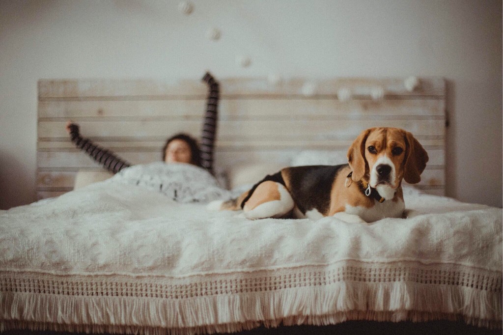 What Is A Comfortable Sleeping Temperature For Dogs